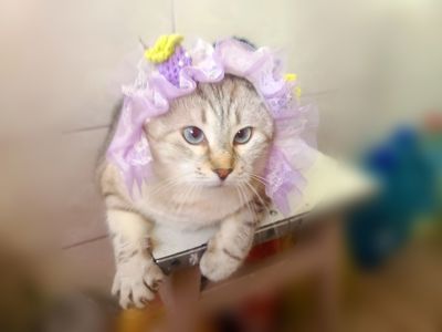Ляля