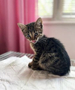 Кошеня Тімоша шукає дім