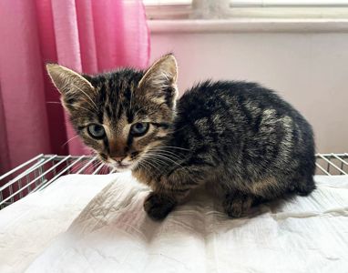 Кошеня Тімоша шукає дім