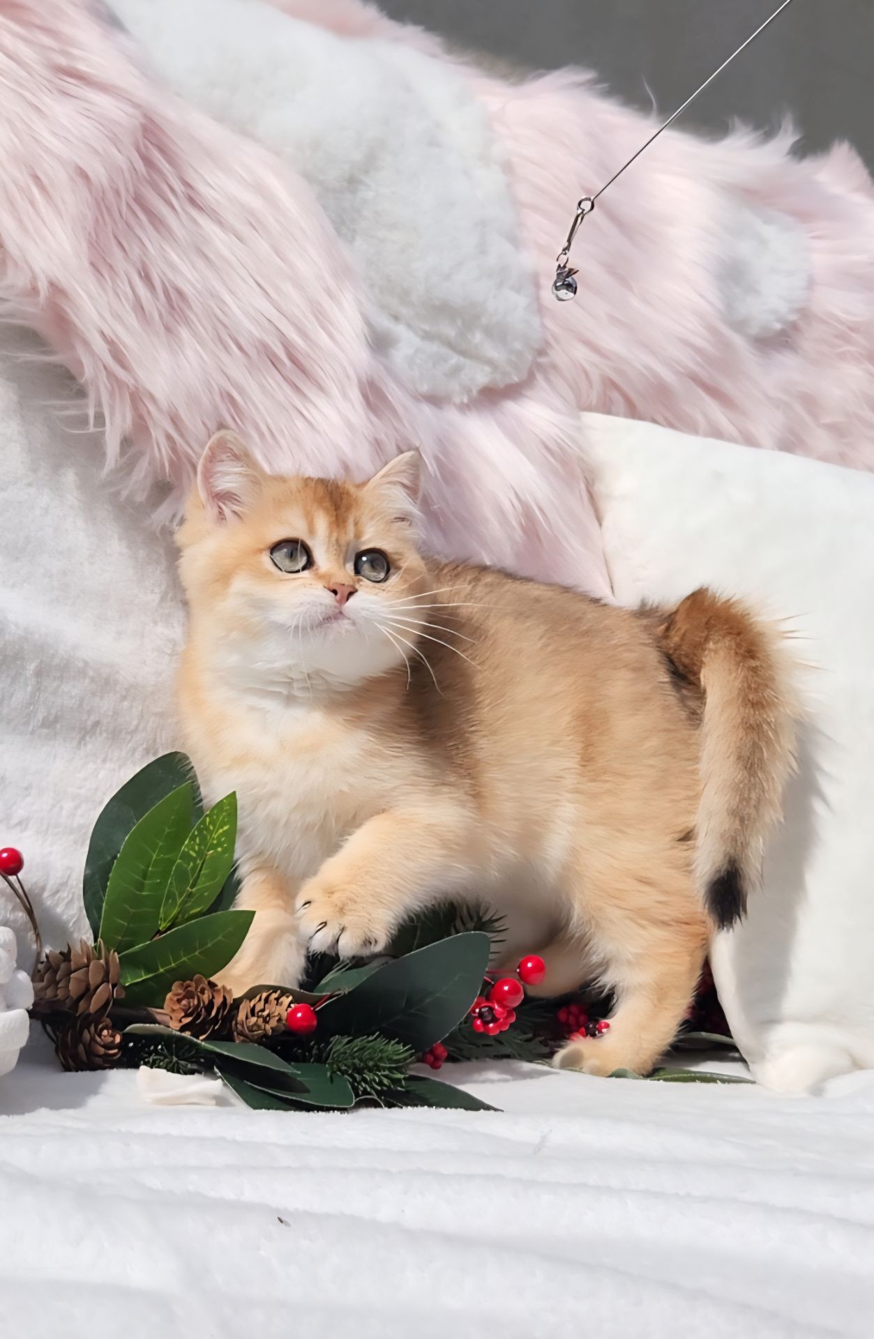 Шотландські кошенята Золота шиншила