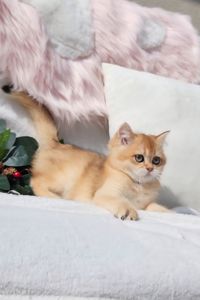 Шотландські кошенята золота шиншила