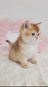 Шотландські кошенята Золота шиншила
