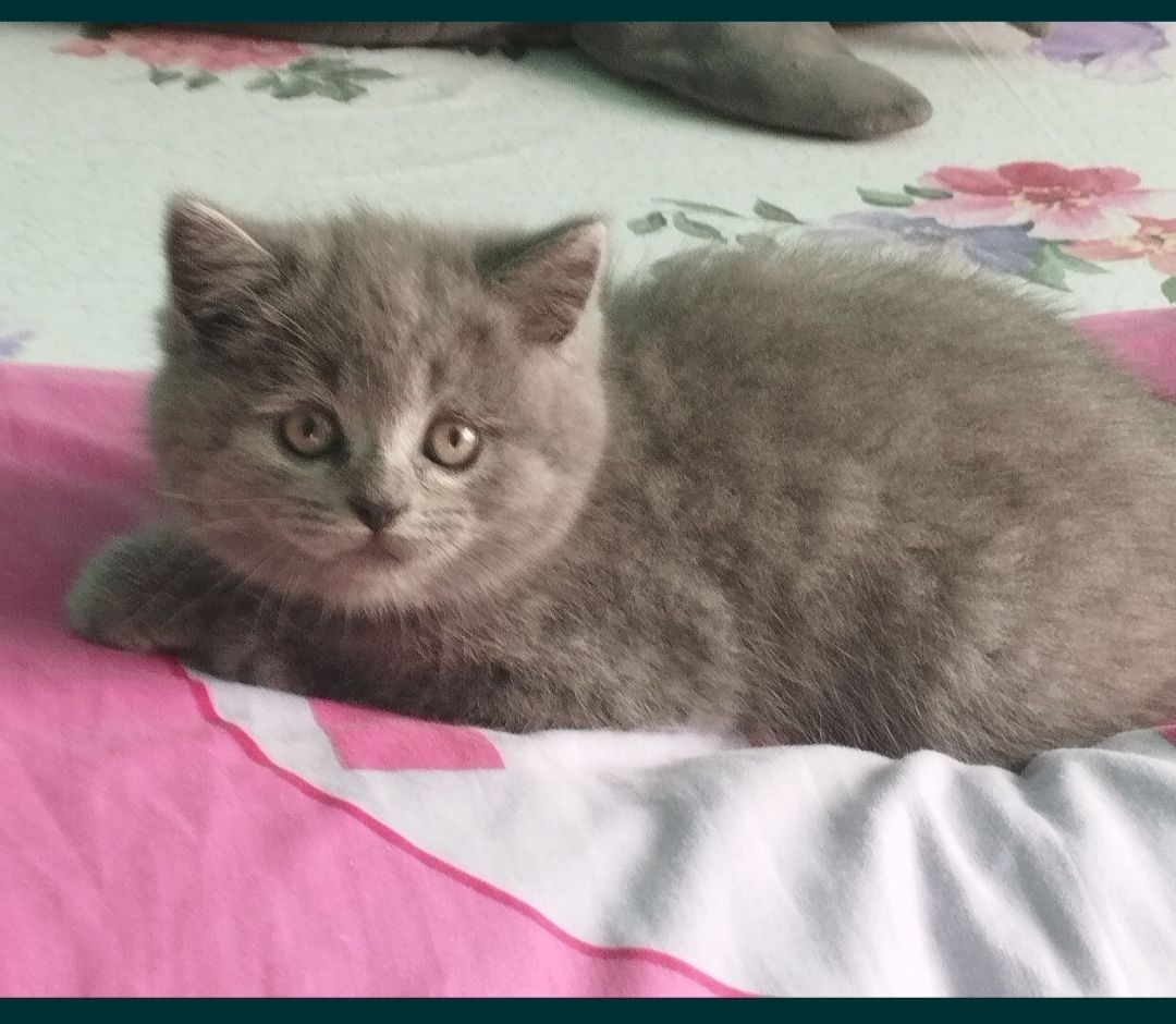 Кошенята шотландські