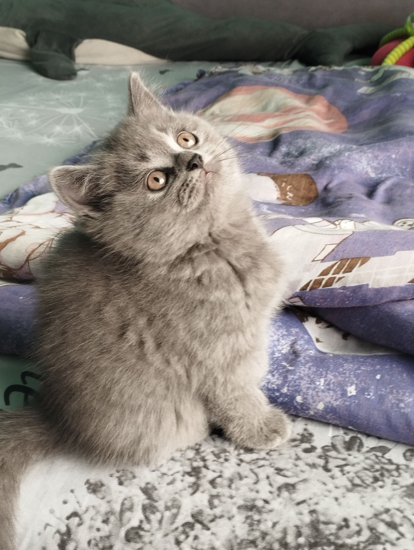 Кошенята шотландські