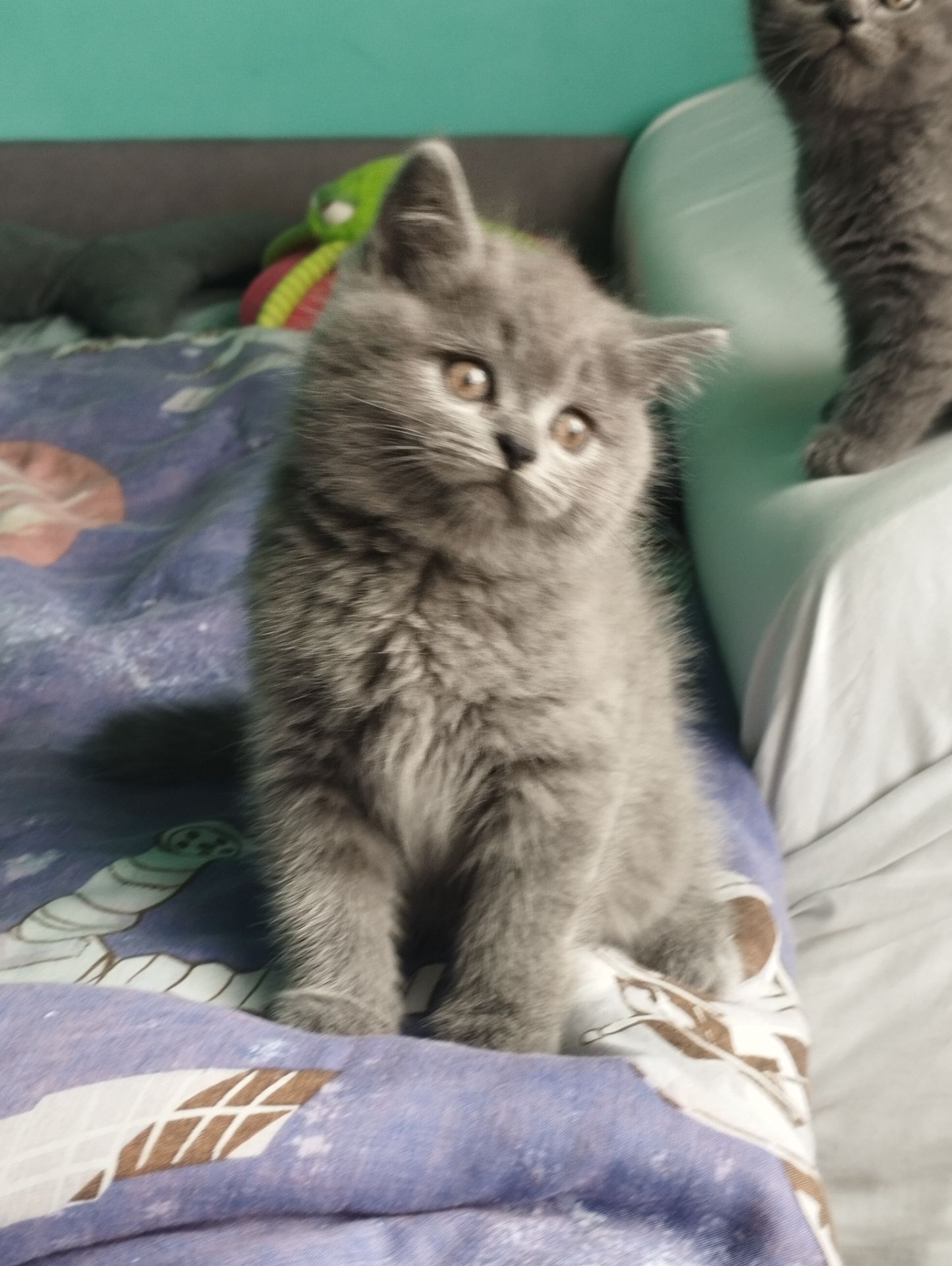 Кошенята шотландські