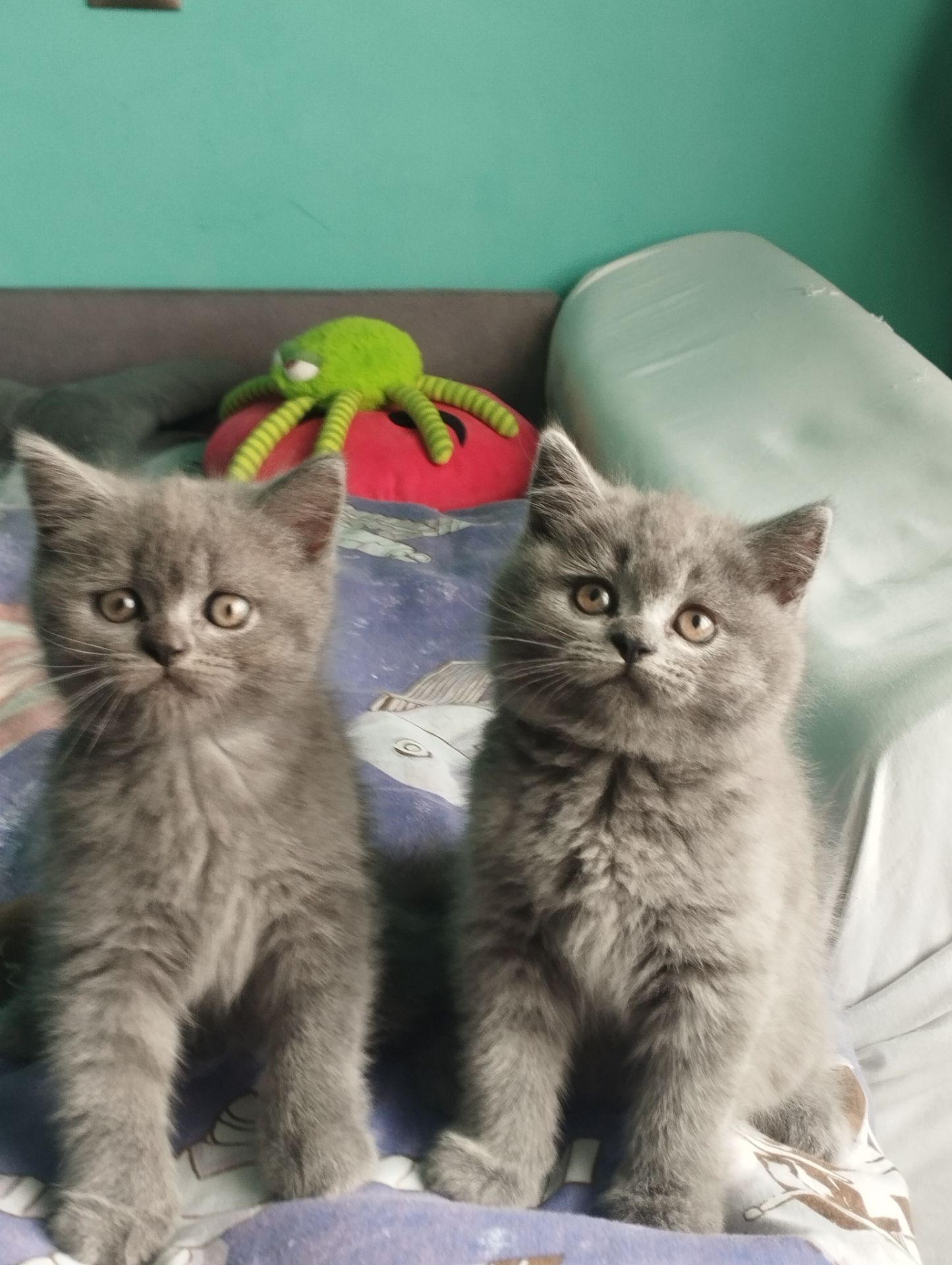 Кошенята шотландські