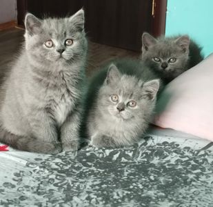 Кошенята шотландські