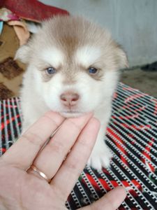 Помскі F1 дівчинка