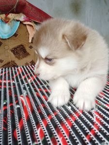 Помскі F1 дівчинка