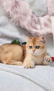 Шотландські кошенята золота шиншила