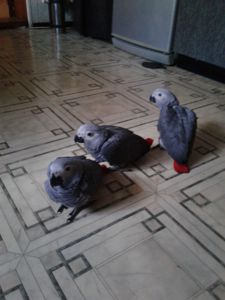 Серый попугай Жако