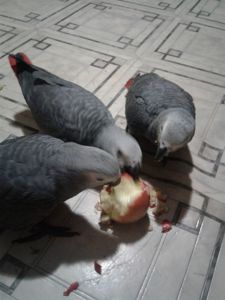 Серый попугай Жако