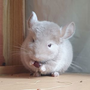 Маленькая самочка шиншиллы гомобежевая эбони
