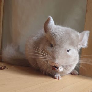 Маленькая самочка шиншиллы гомобежевая эбони