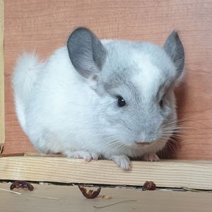 Маленькая самочка шиншиллы белая эбони