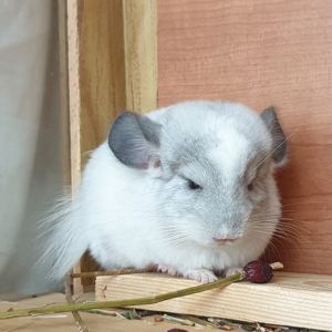 Маленькая самочка шиншиллы белая эбони