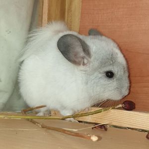 Маленькая самочка шиншиллы белая эбони