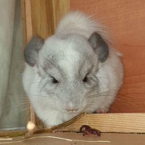Маленькая самочка шиншиллы белая эбони
