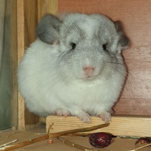 Маленькая самочка шиншиллы белая эбони