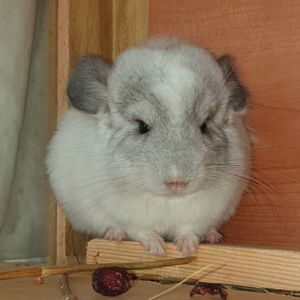 Маленькая самочка шиншиллы белая эбони