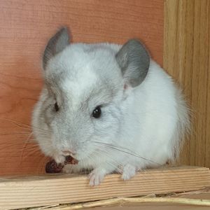 Маленькая самочка шиншиллы белая эбони