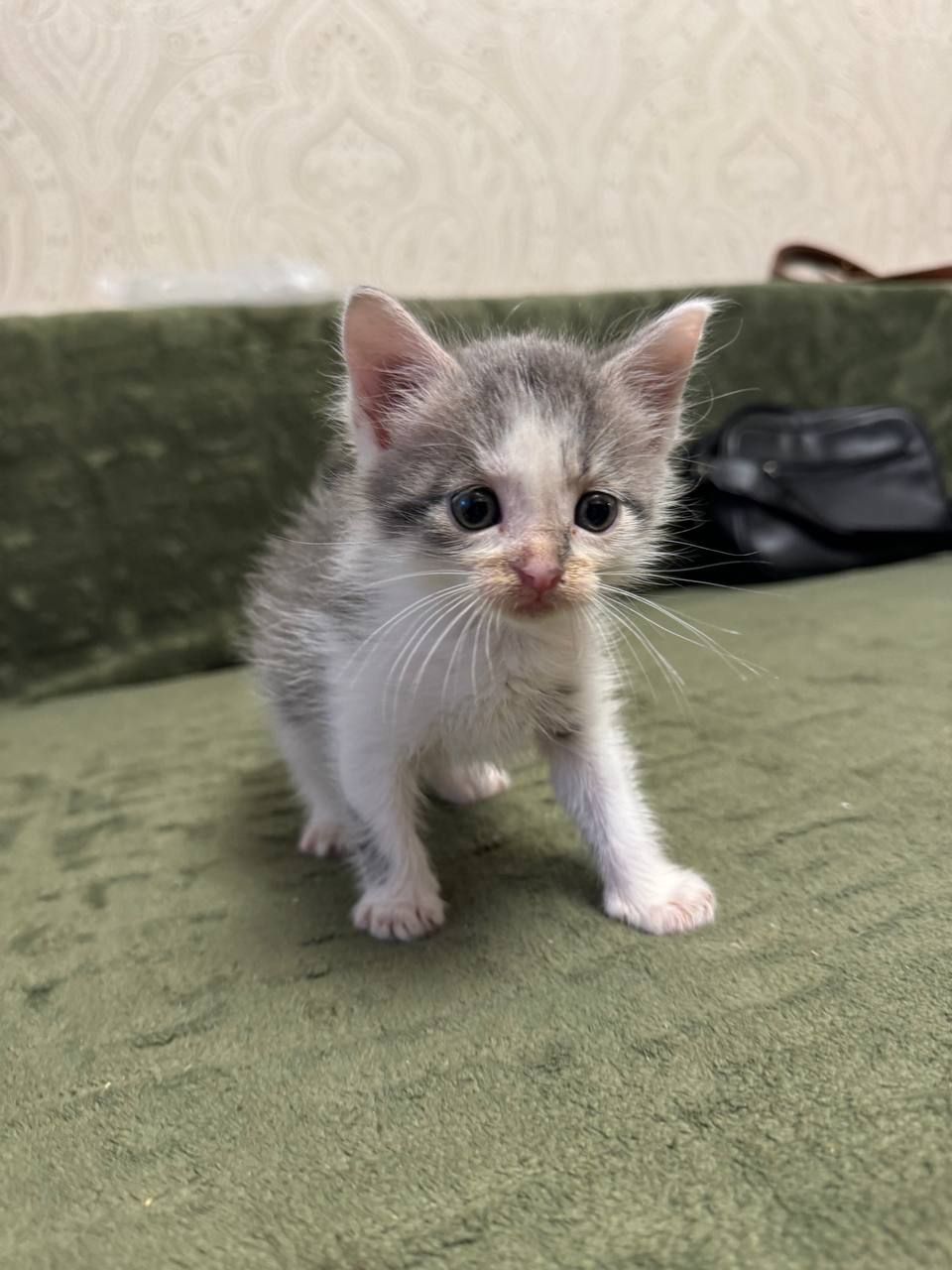 Кошеня