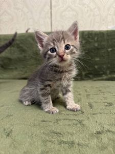 Кошеня