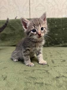 Кошеня