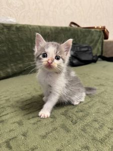 Кошеня