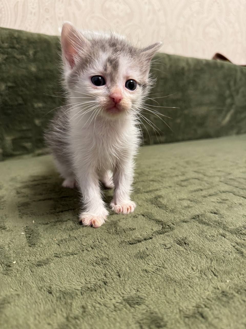 Кошеня