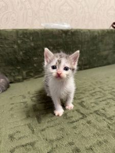 Кошеня