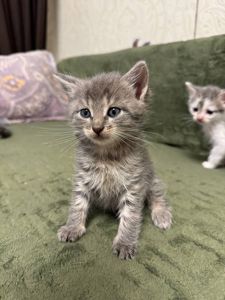 Кошеня