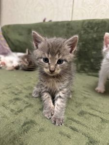 Кошеня