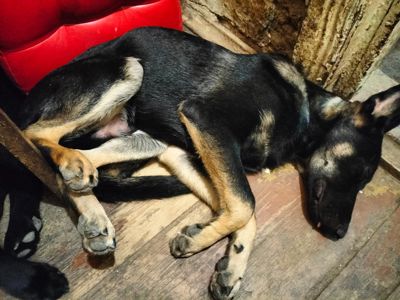 Подрощенные щенки Восточноевропейской овчарки