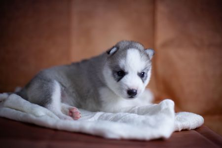 Дівчинка хаскі сірого кольору КСУ