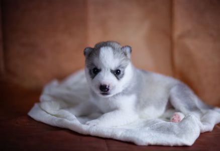 Дівчинка хаскі сірого кольору КСУ