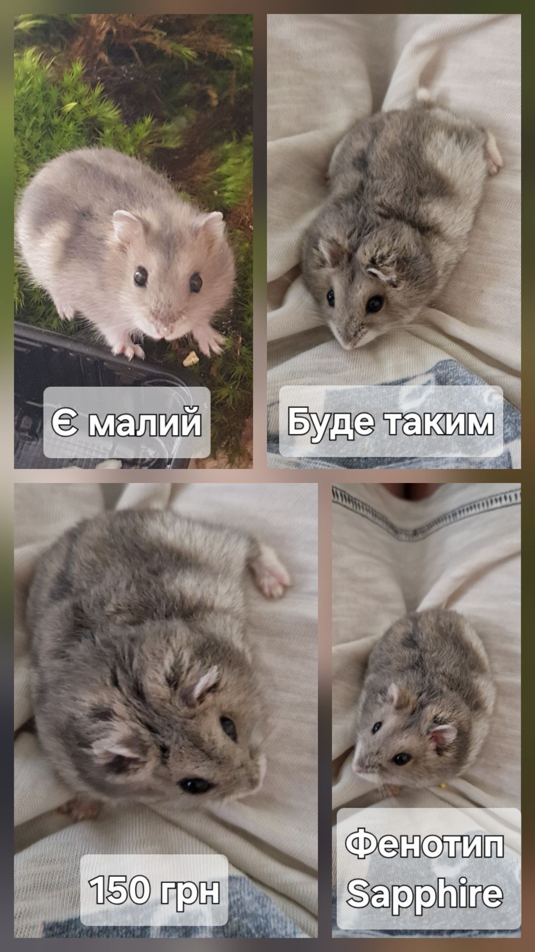 Дівчата та Хлопці Фенотип Сапфір