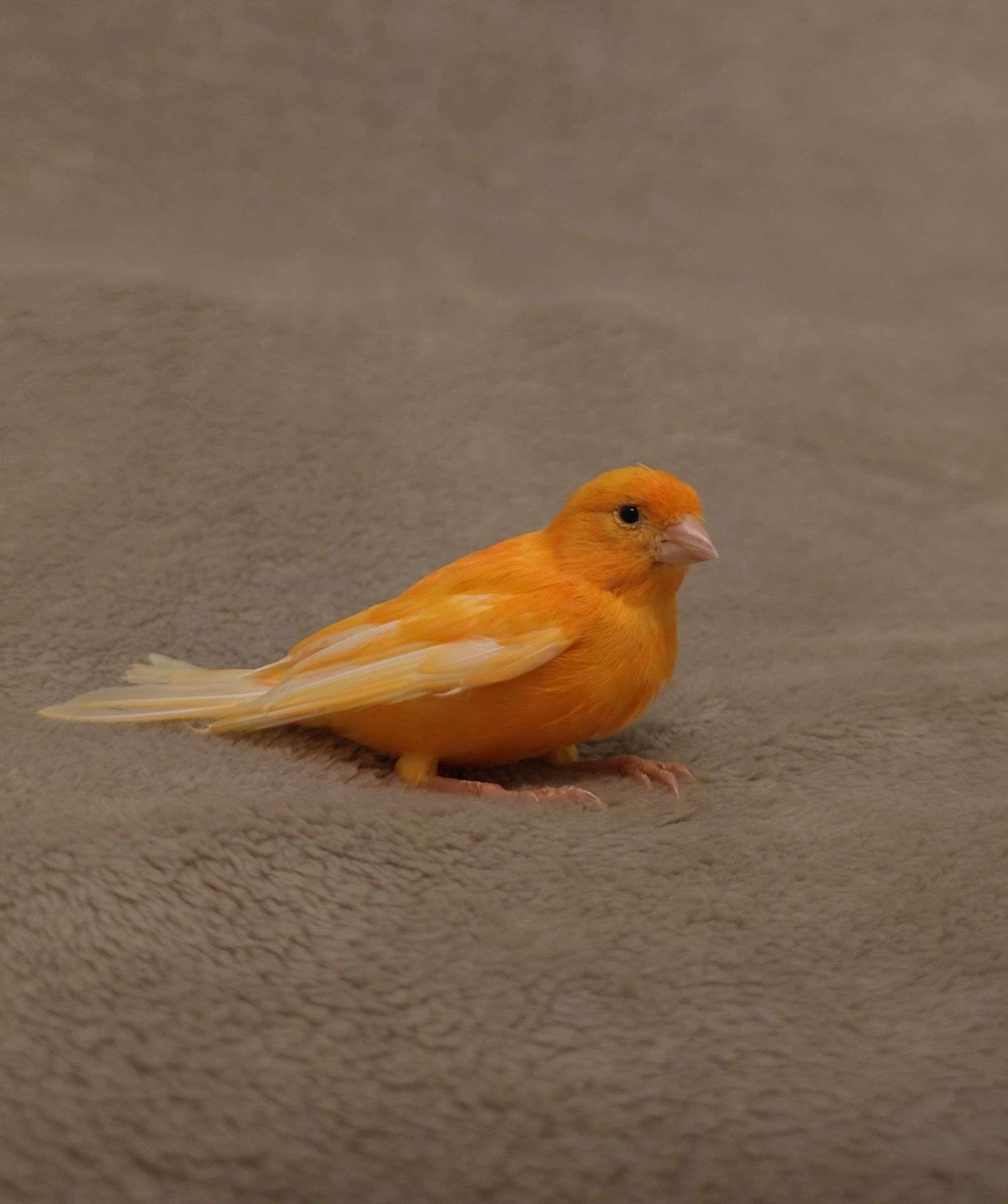 Кенар (хлопчик)