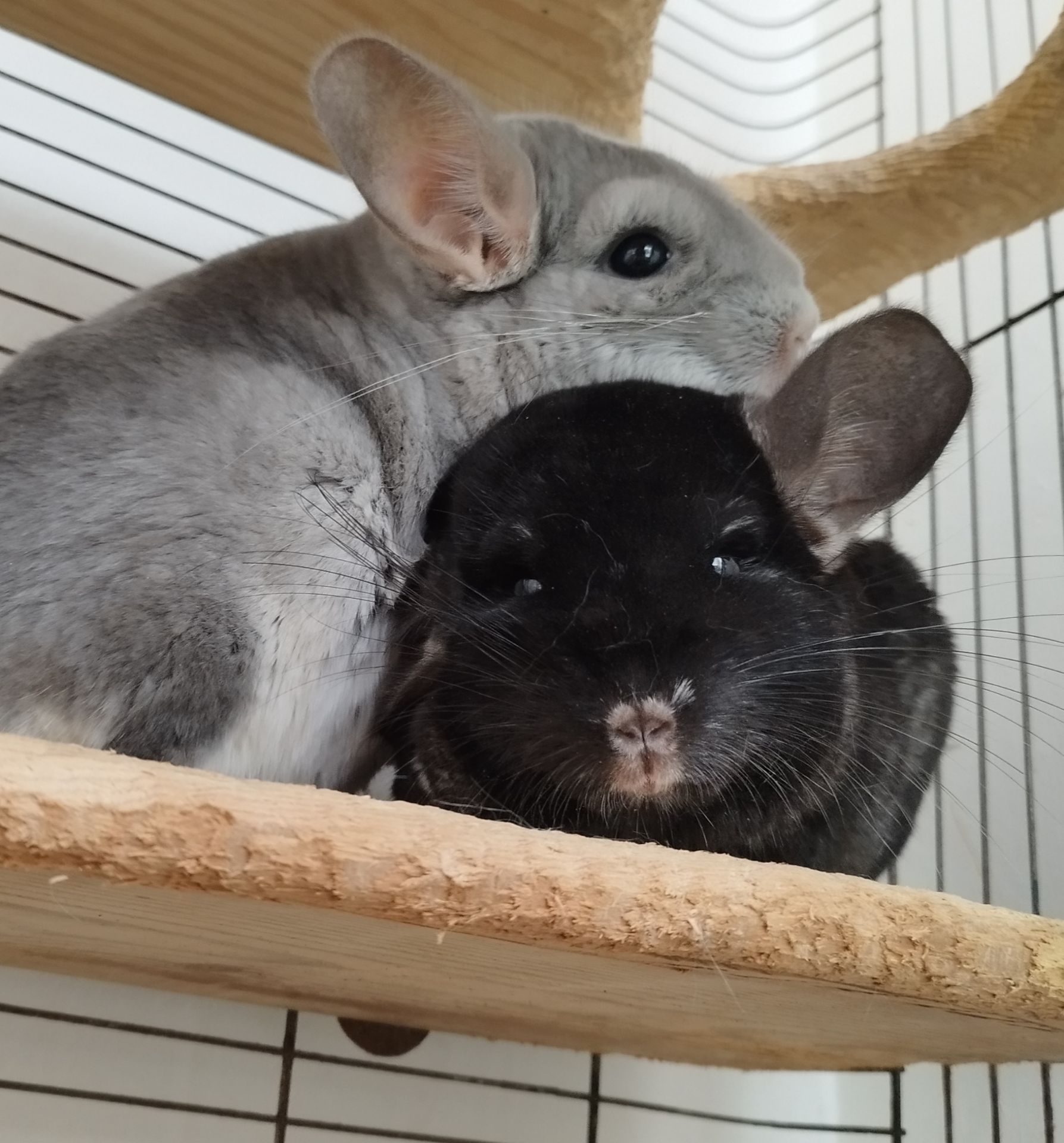 Темна оксамитова ебоні нсф