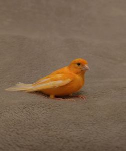 Кенар (хлопчик)