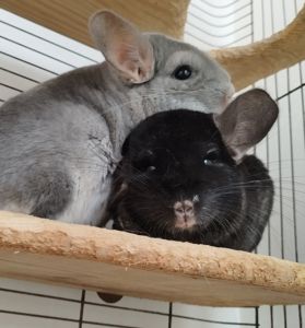 Темна оксамитова ебоні нсф