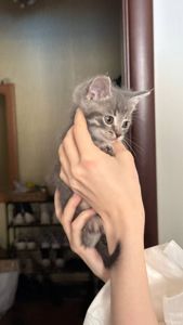 Кошеня