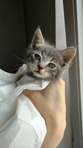 Кошеня