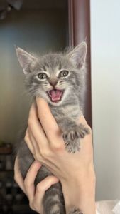 Кошеня