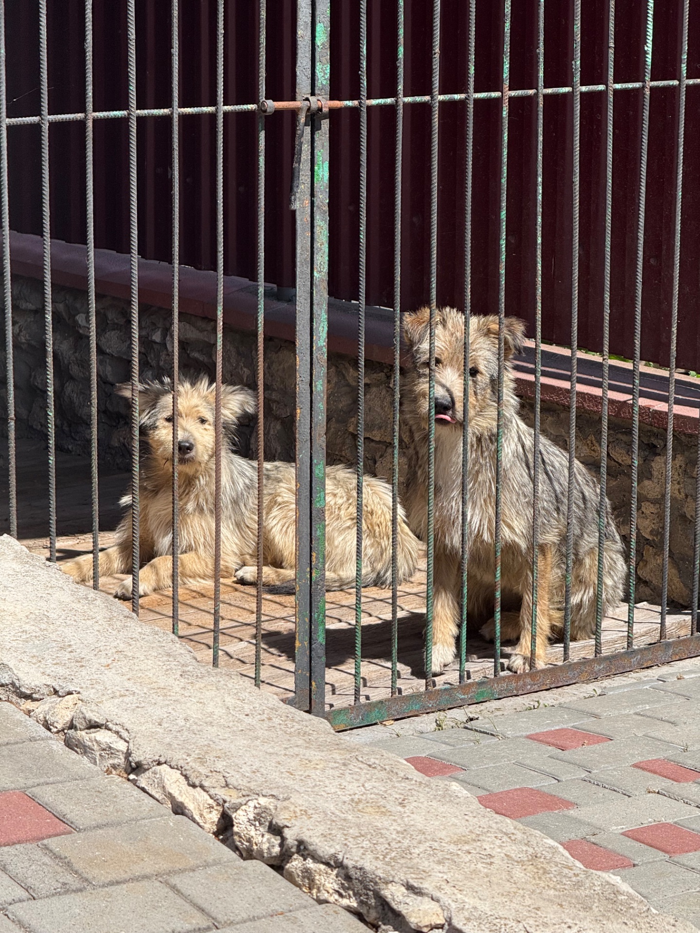 Віддам безкоштовно