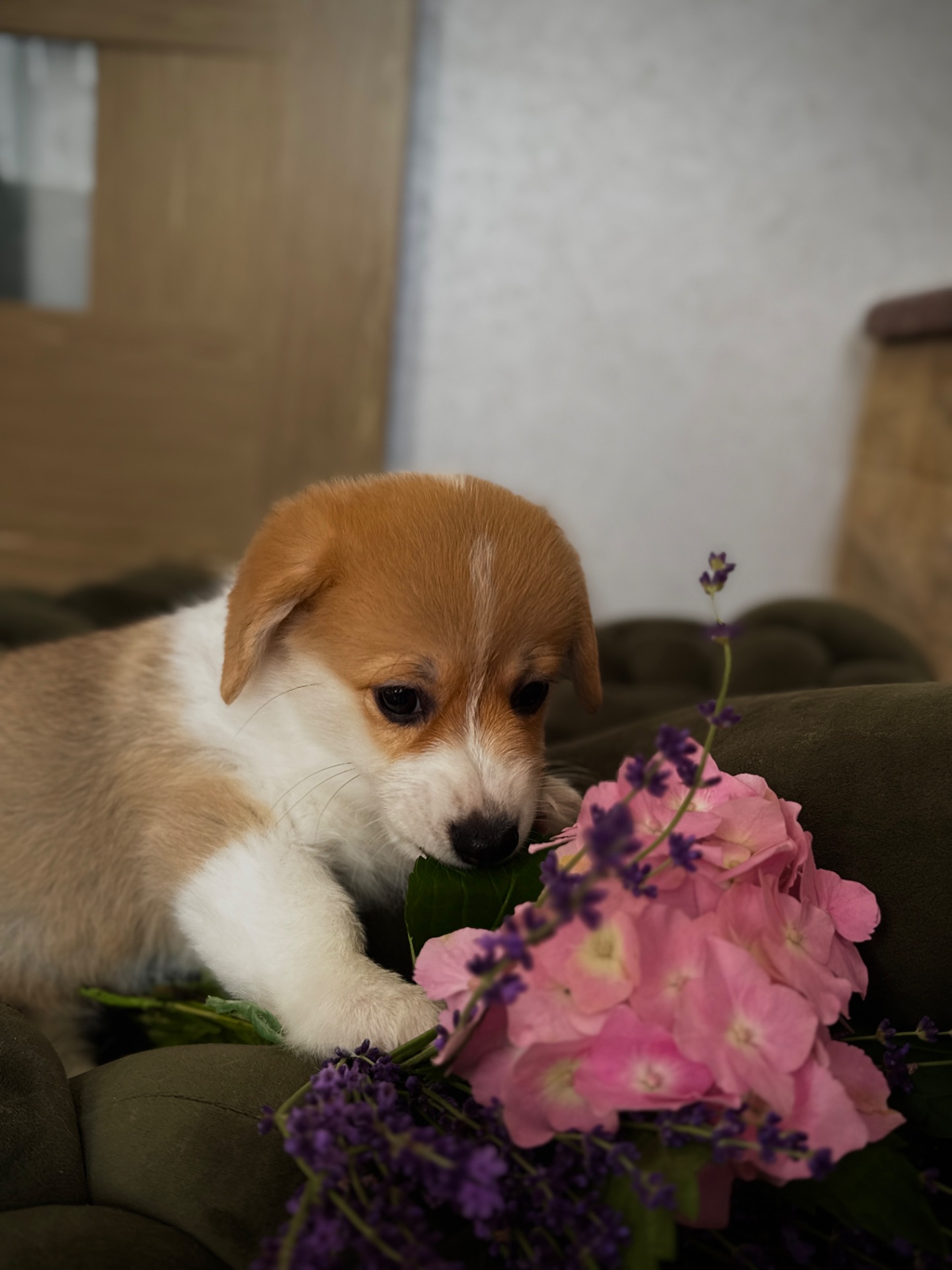 Дівчинка ВЕЛЬШ-КОРГІ ПЕМБРОК