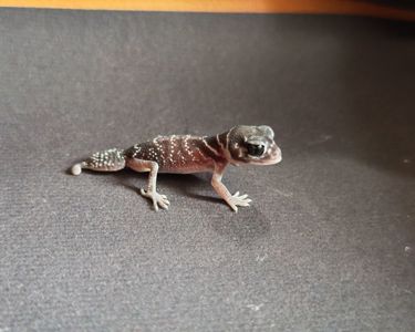 Гекон Nephrurus levis levis
