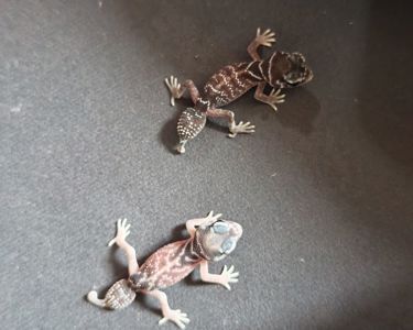 Гекон Nephrurus levis levis