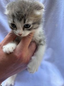 Котик