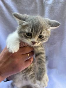 Котик